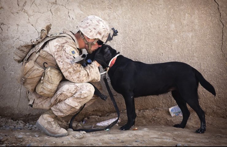 Drones and Dogs