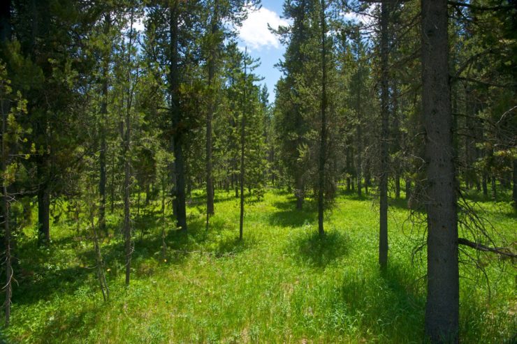Drones Planting Trees