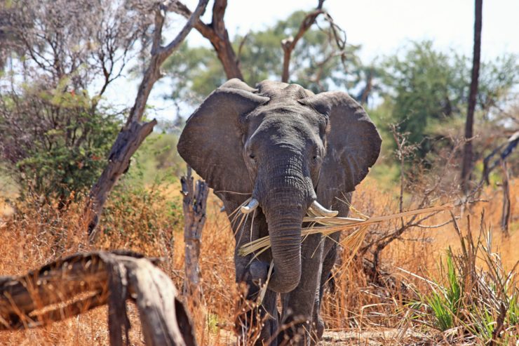 Drones Stopping Poachers