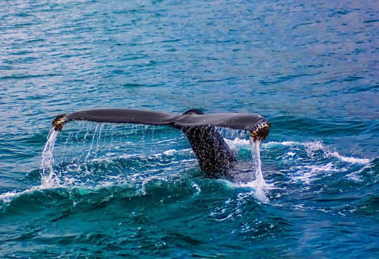 Drones Being Used To Study Whales