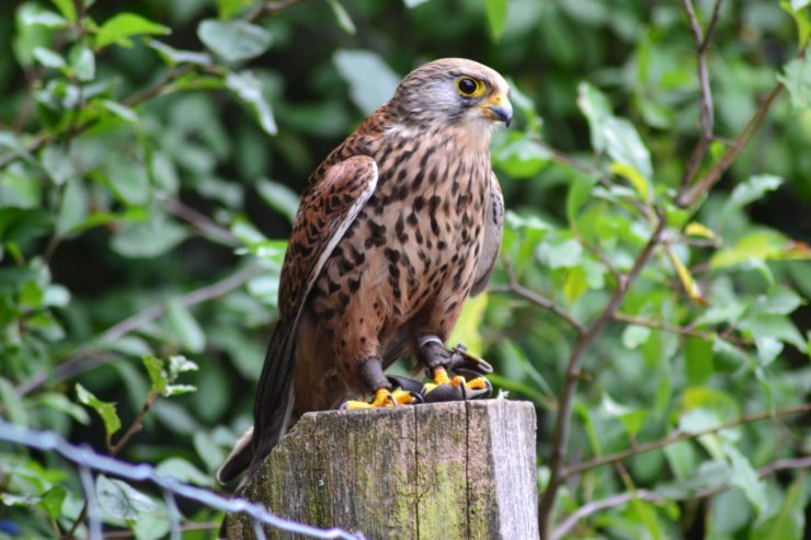 Falcon