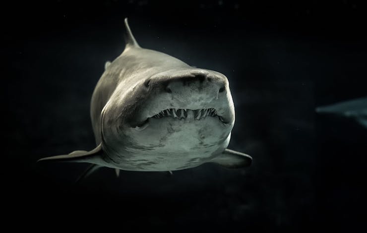 Drone Shark Attack